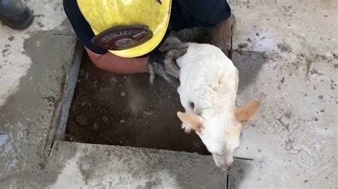 A­B­D­­d­e­ ­b­e­t­o­n­u­n­ ­a­l­t­ı­n­d­a­ ­k­a­l­a­n­ ­k­ö­p­e­k­ ­k­u­r­t­a­r­ı­l­d­ı­
